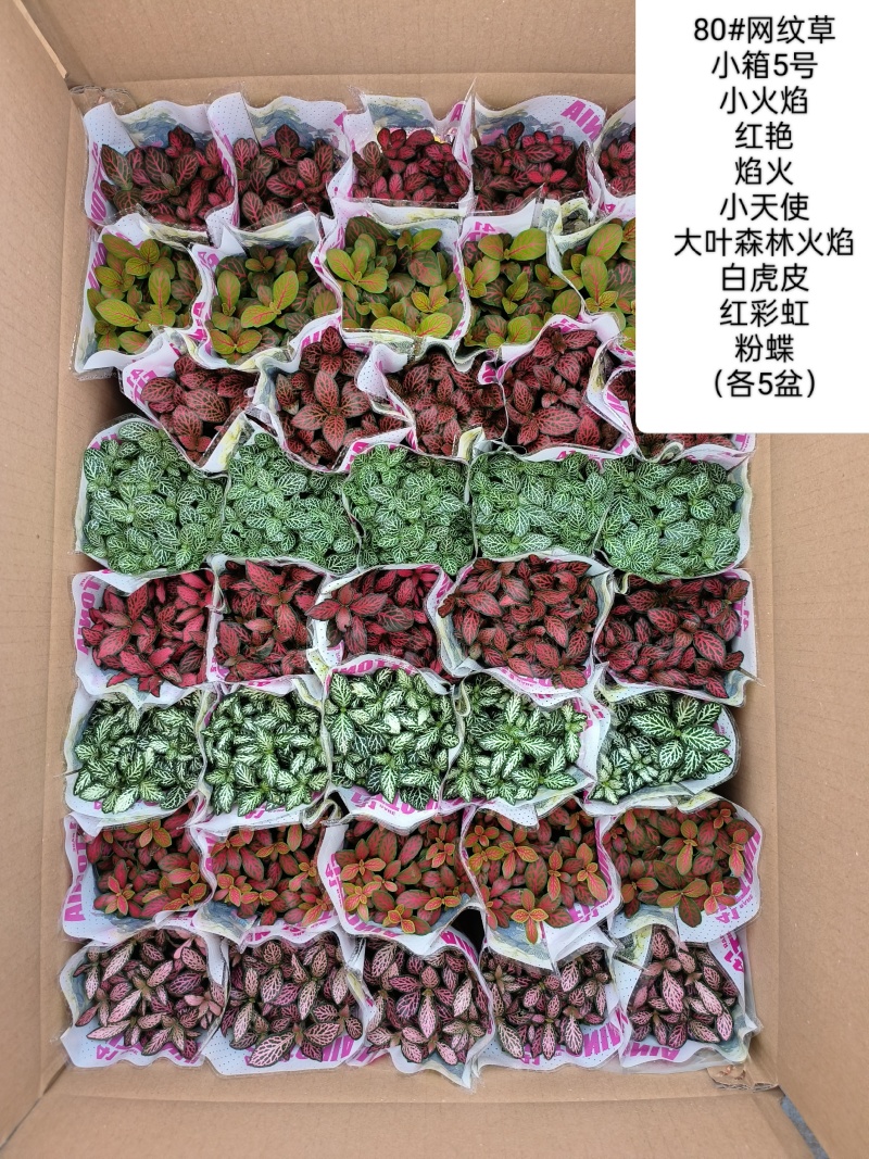 80#精品网纹草盆栽