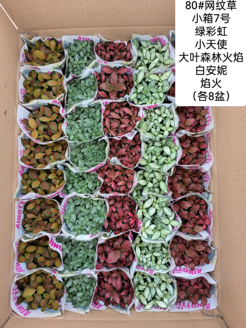 80#精品网纹草盆栽