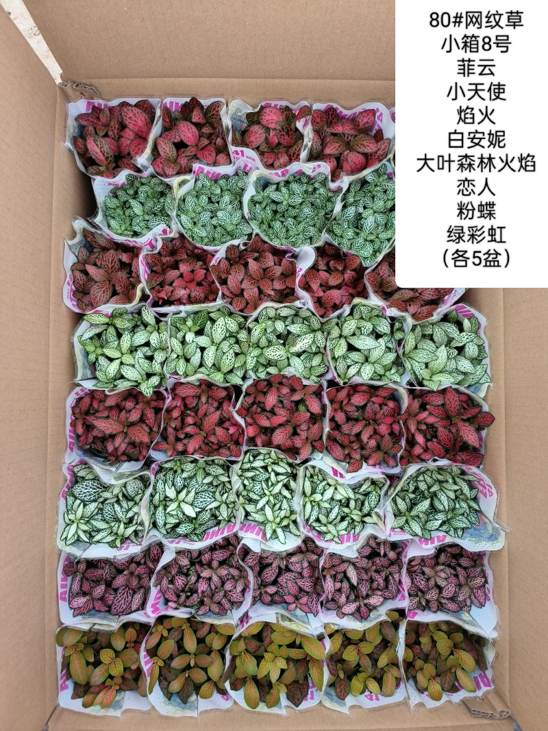 80#精品网纹草盆栽