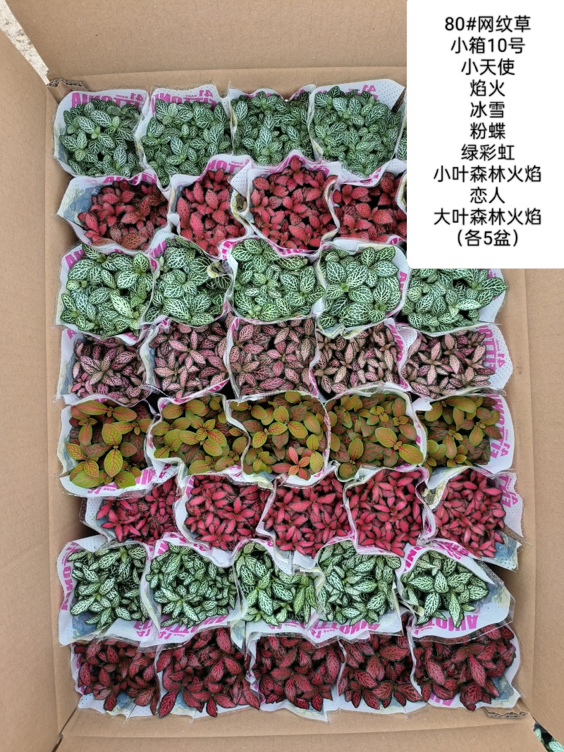 80#精品网纹草盆栽