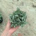 80#精品网纹草盆栽