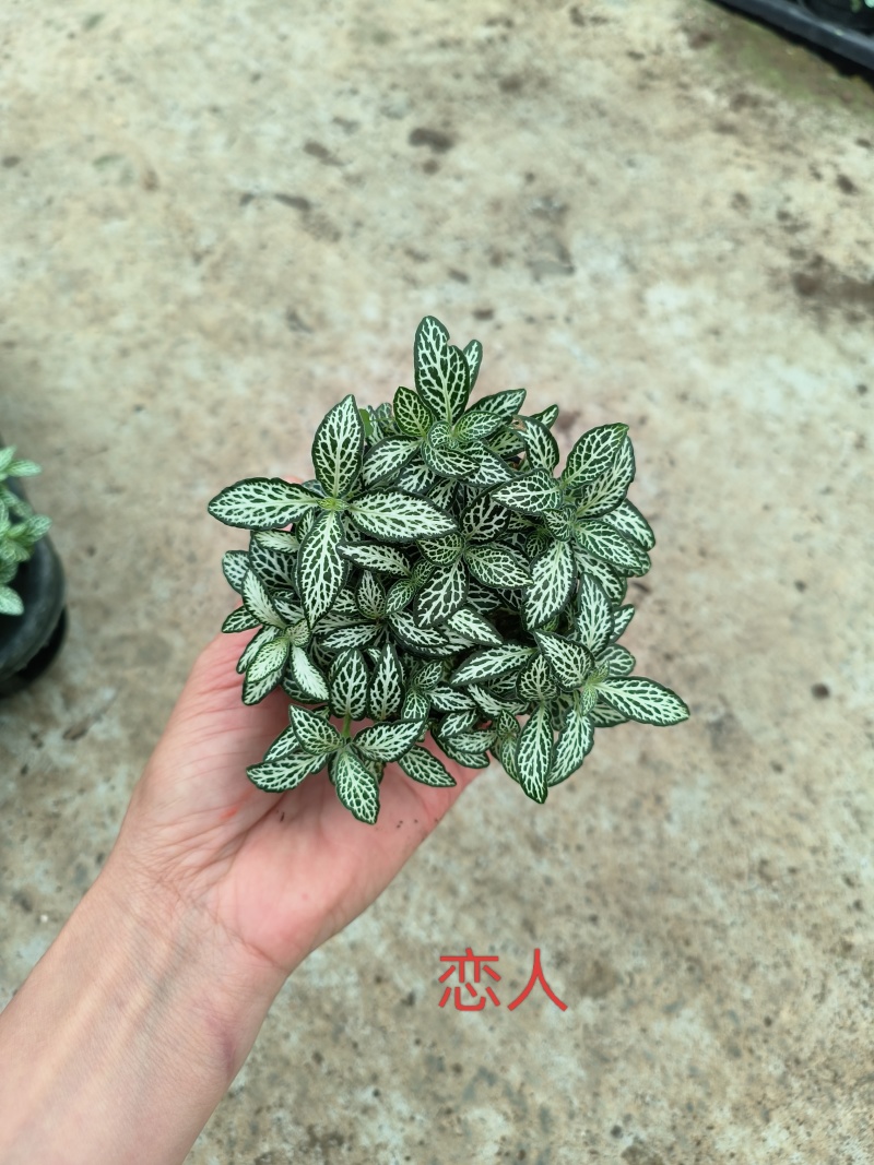 80#精品网纹草盆栽