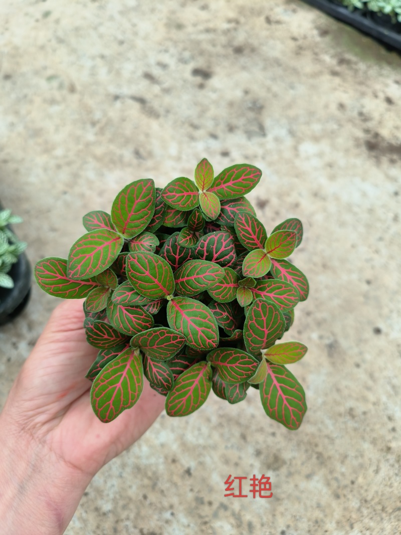 80#精品网纹草盆栽