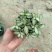 80#精品网纹草盆栽
