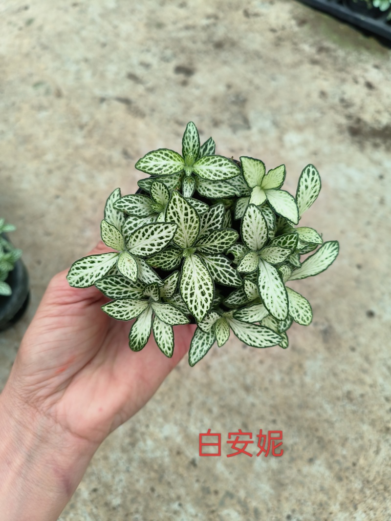 80#精品网纹草盆栽