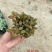 80#精品网纹草盆栽