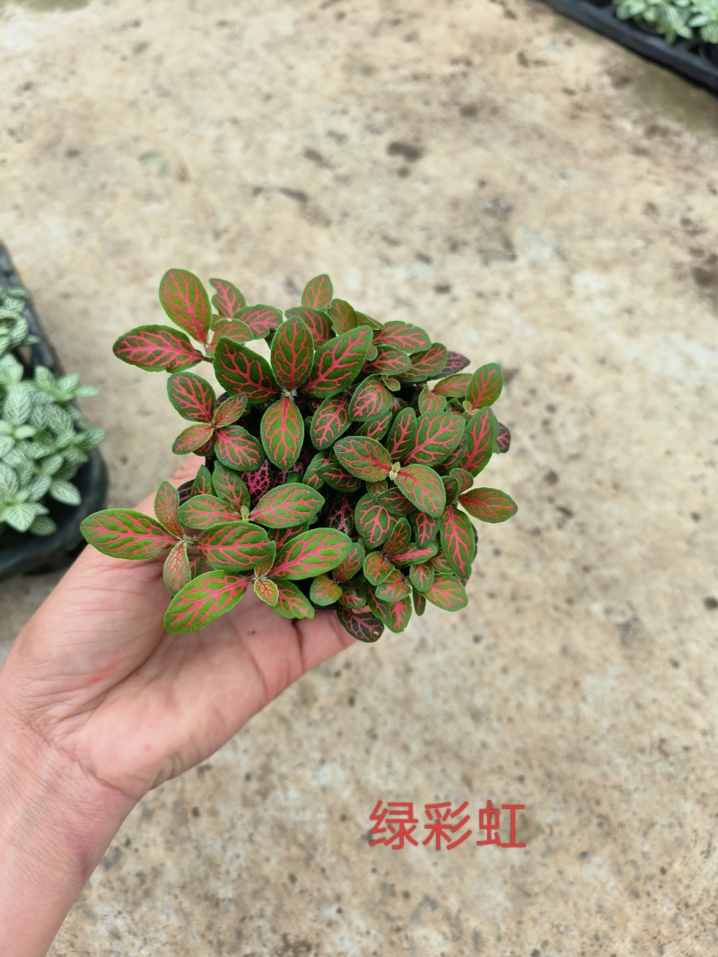 80#精品网纹草盆栽