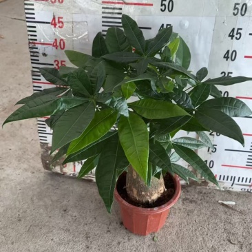 精品发财树盆栽