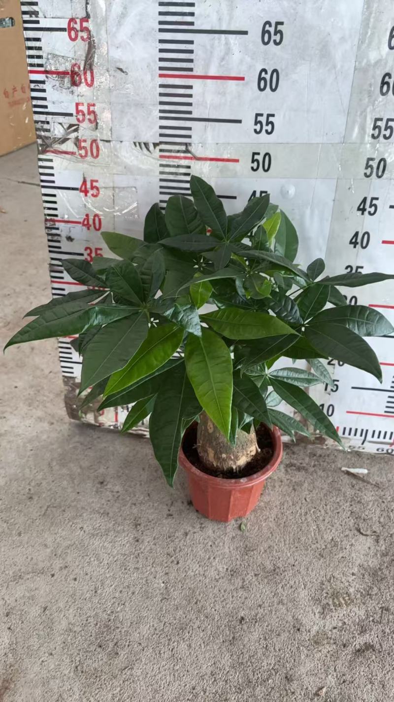精品发财树盆栽