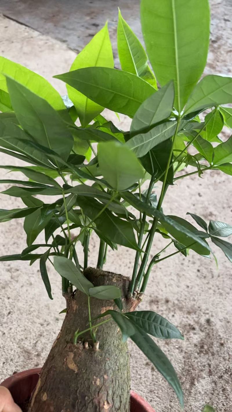 精品发财树盆栽