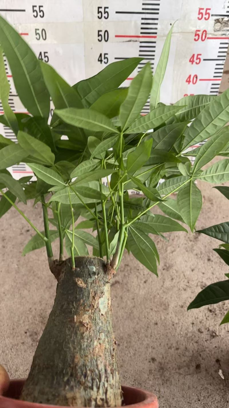 精品发财树盆栽