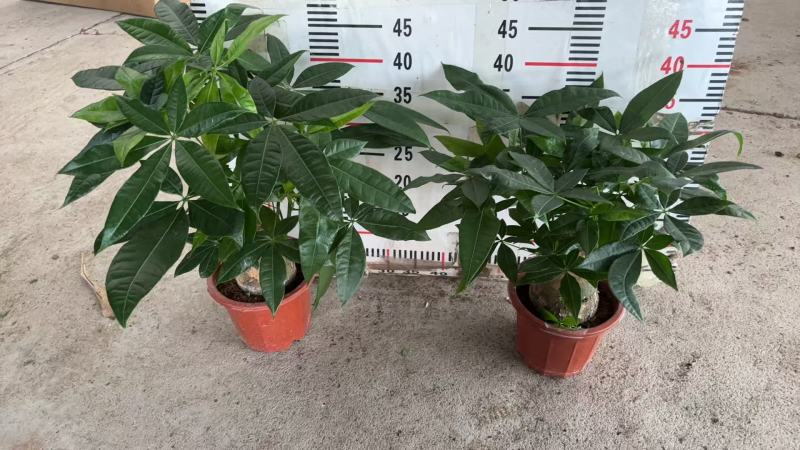 精品发财树盆栽