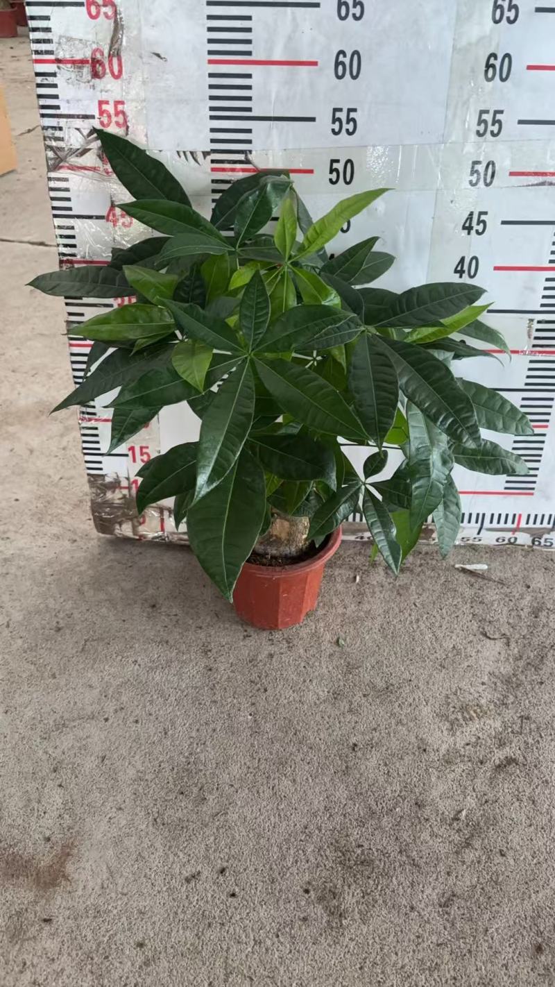 精品发财树盆栽