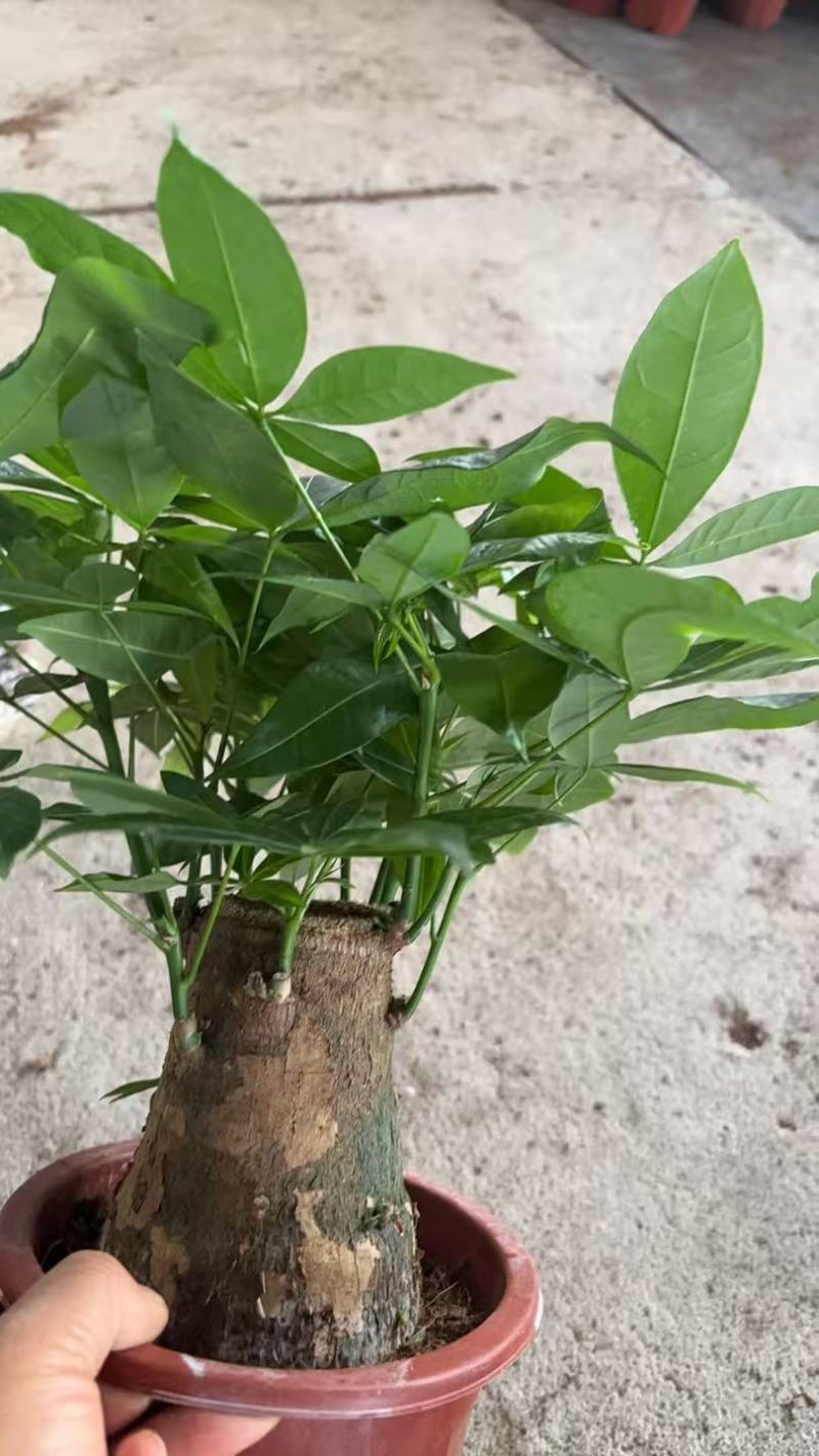 精品发财树盆栽