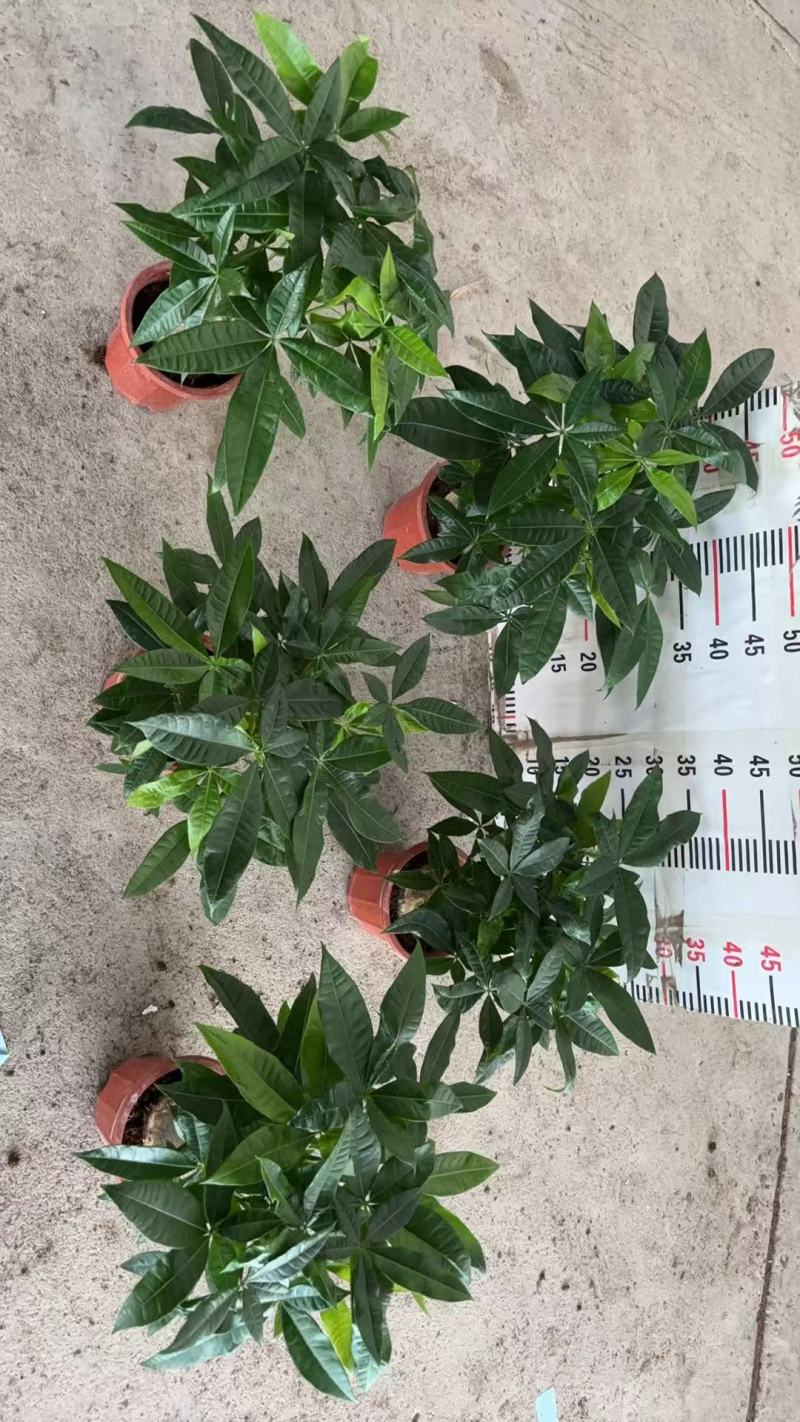 精品发财树盆栽