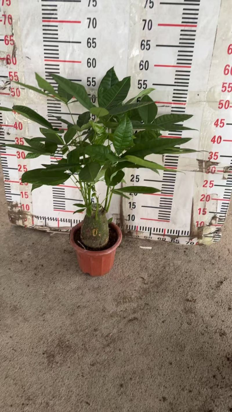 精品发财树盆栽