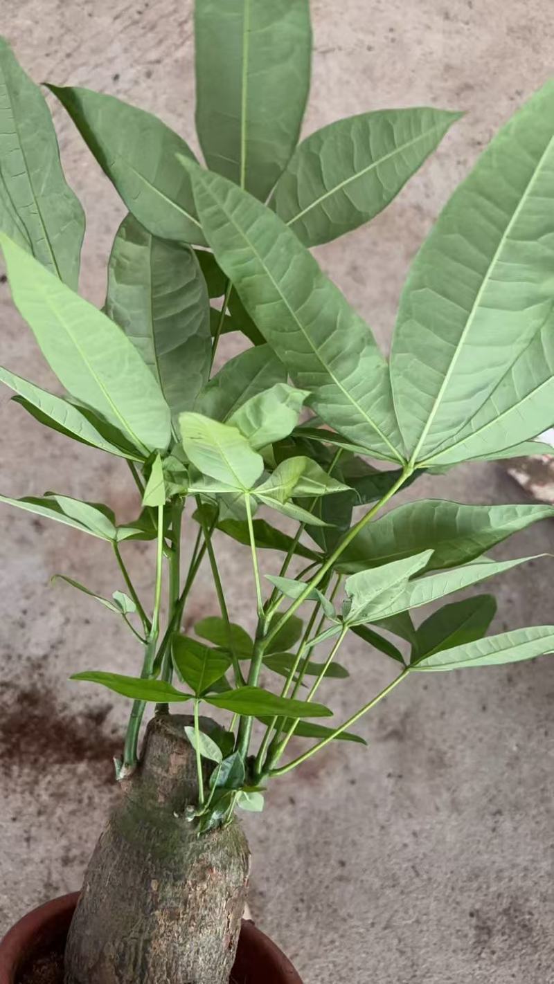 精品发财树盆栽