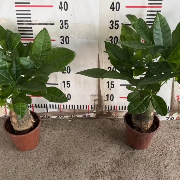 精品发财树盆栽
