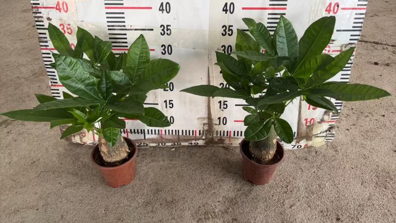 精品发财树盆栽