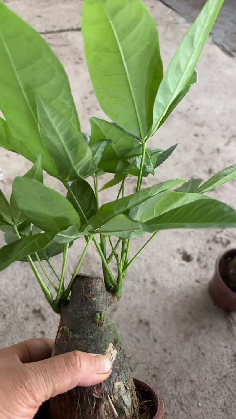 精品发财树盆栽