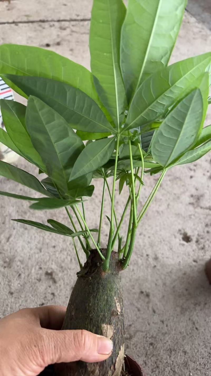 精品发财树盆栽