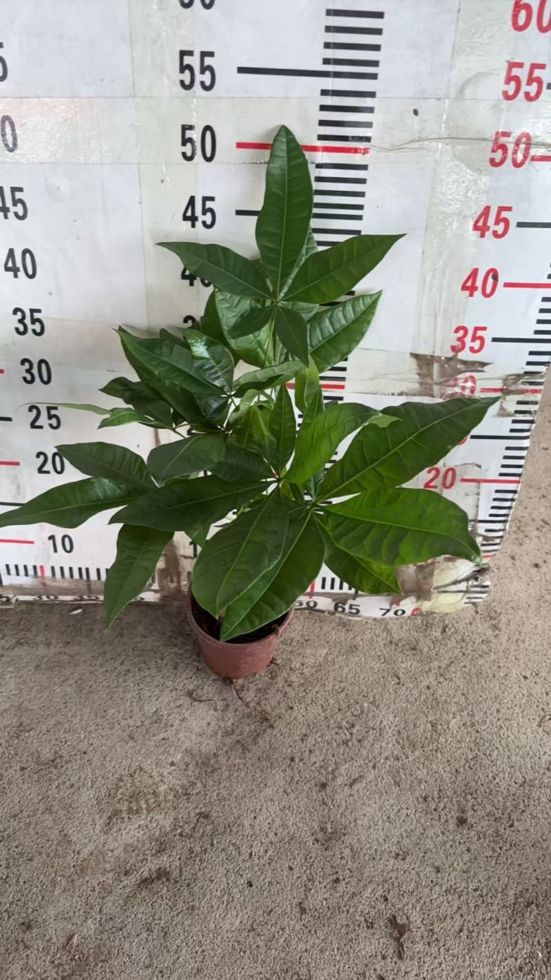 精品发财树盆栽