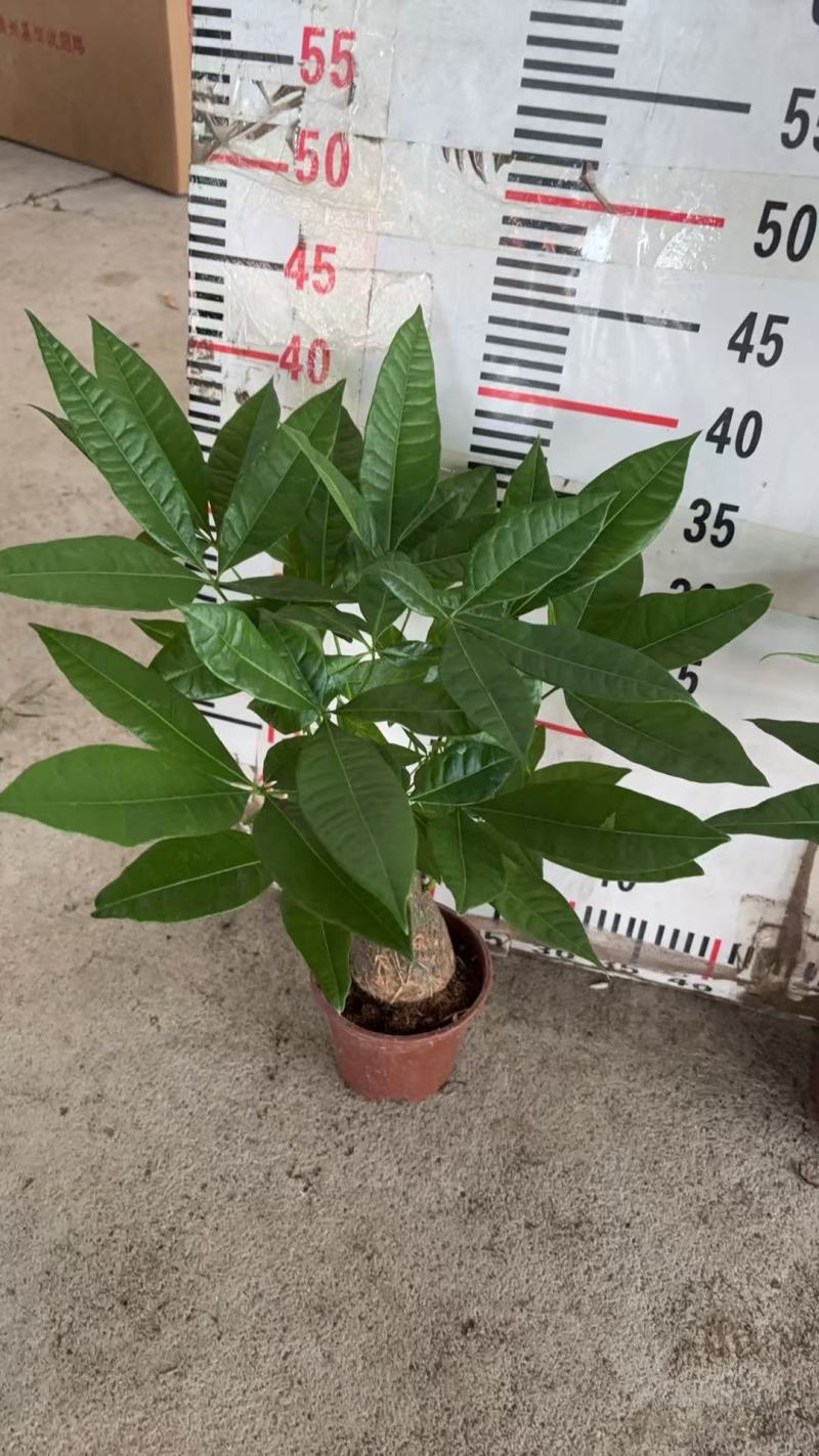 精品发财树盆栽