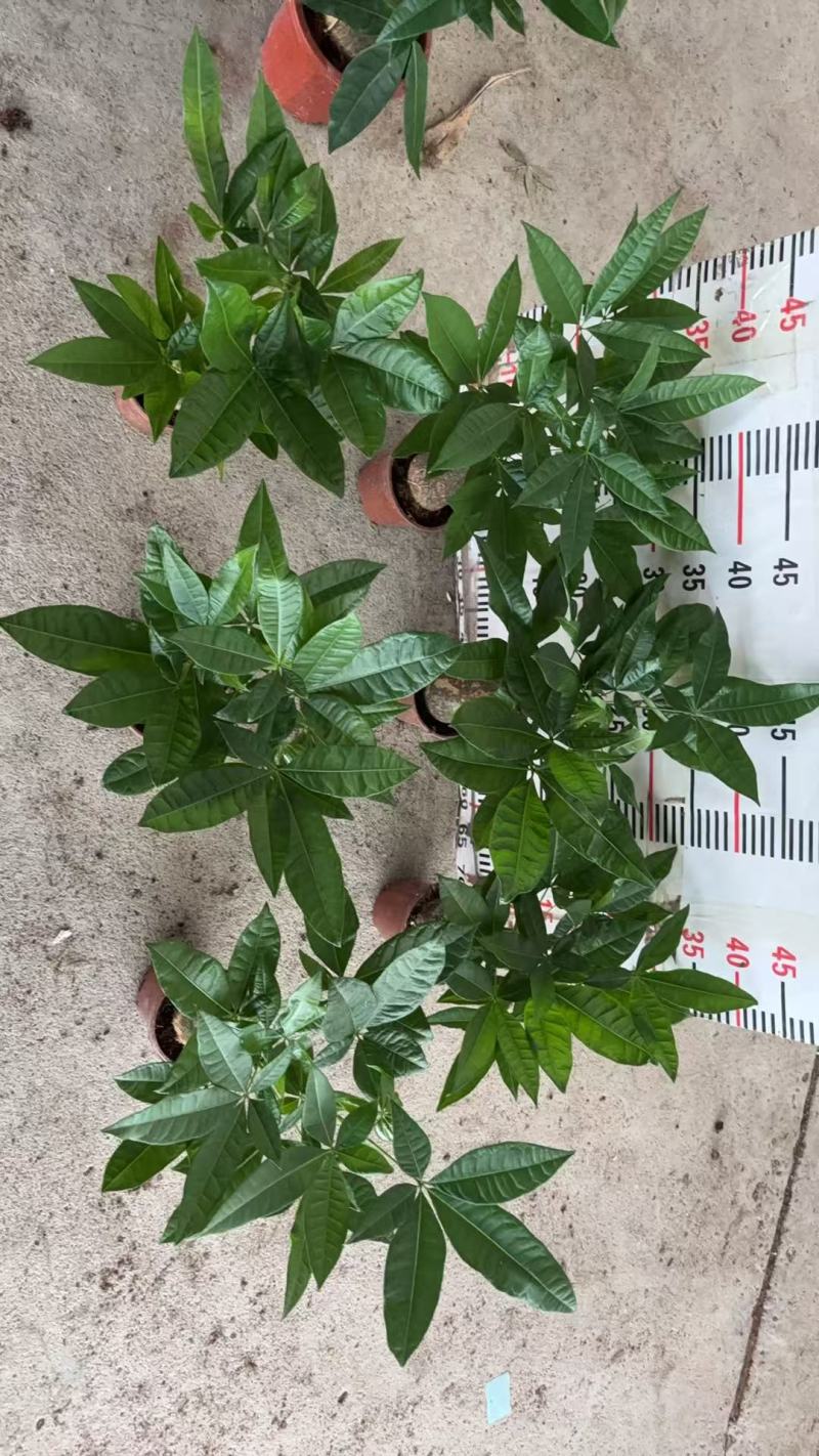 精品发财树盆栽