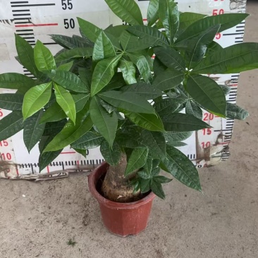 精品发财树盆栽
