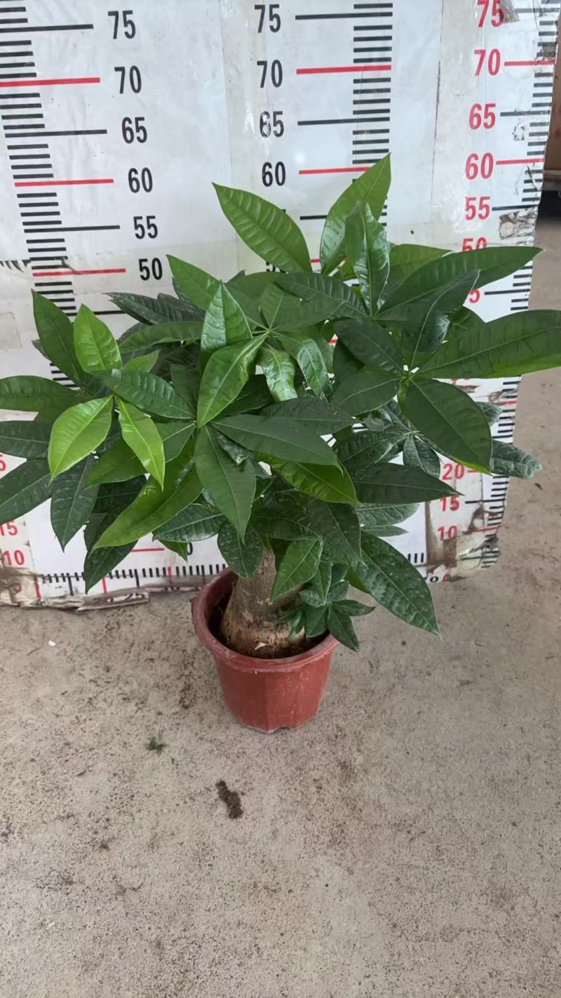 精品发财树盆栽