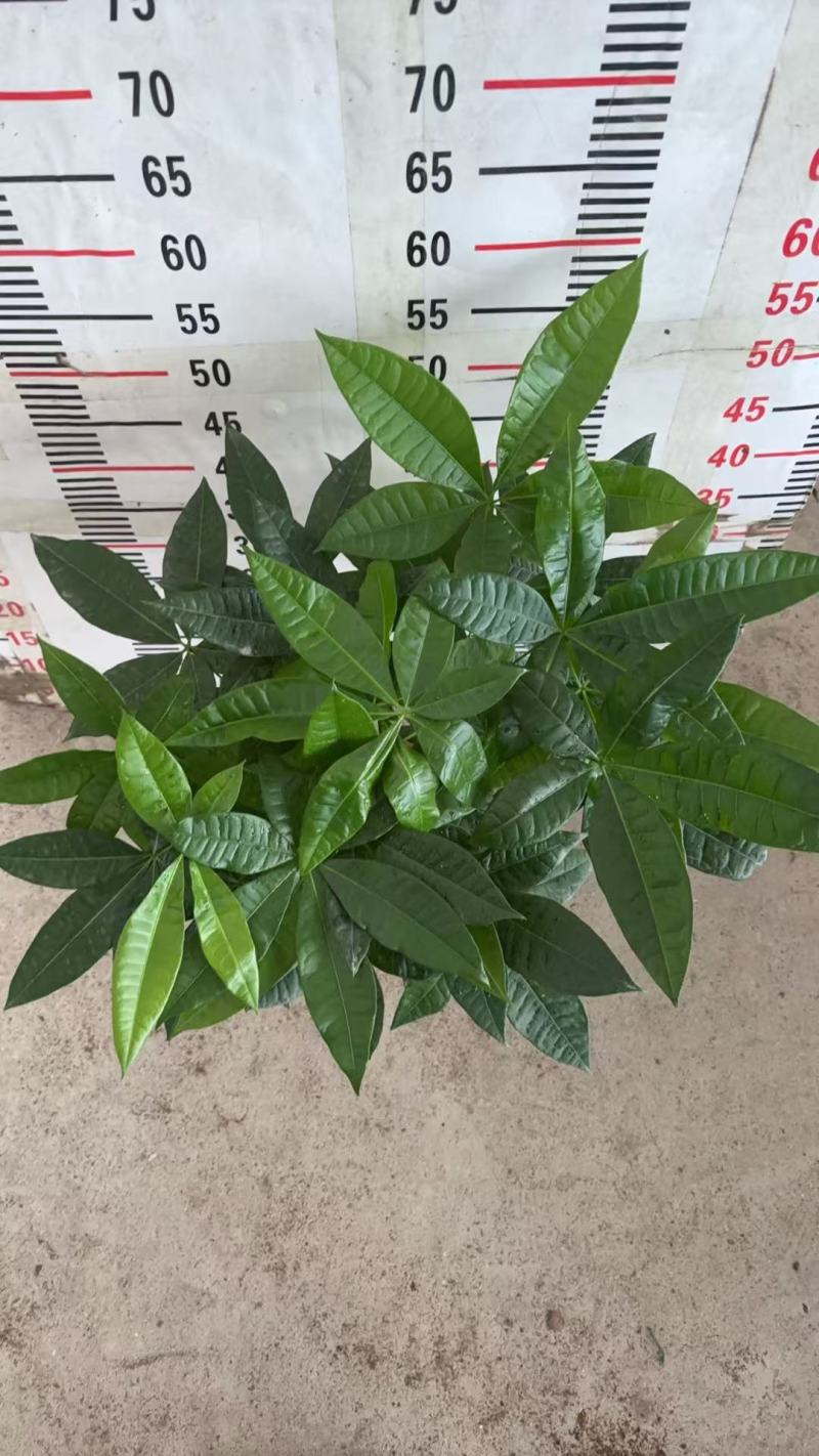 精品发财树盆栽