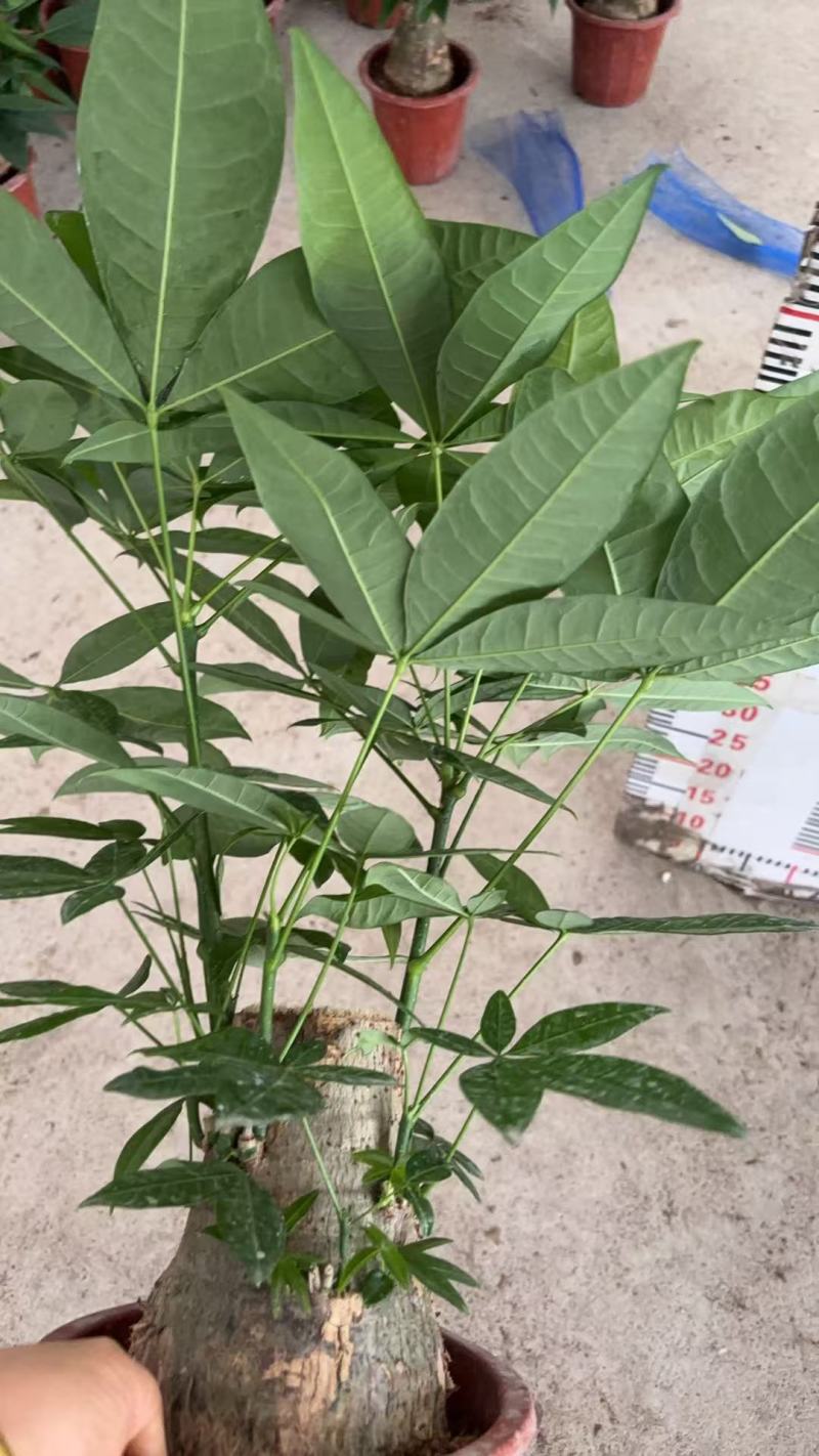 精品发财树盆栽