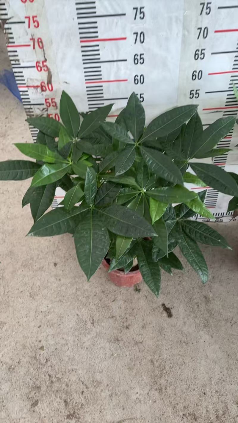 精品发财树盆栽