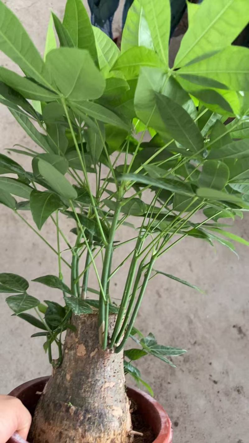 精品发财树盆栽