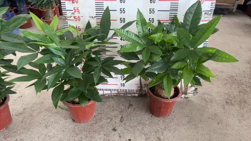 精品发财树盆栽
