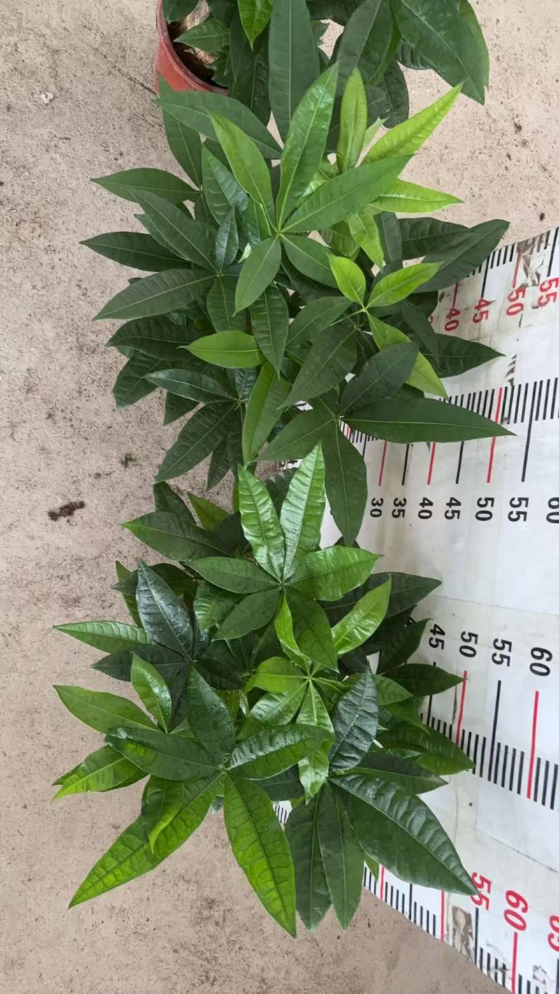 精品发财树盆栽