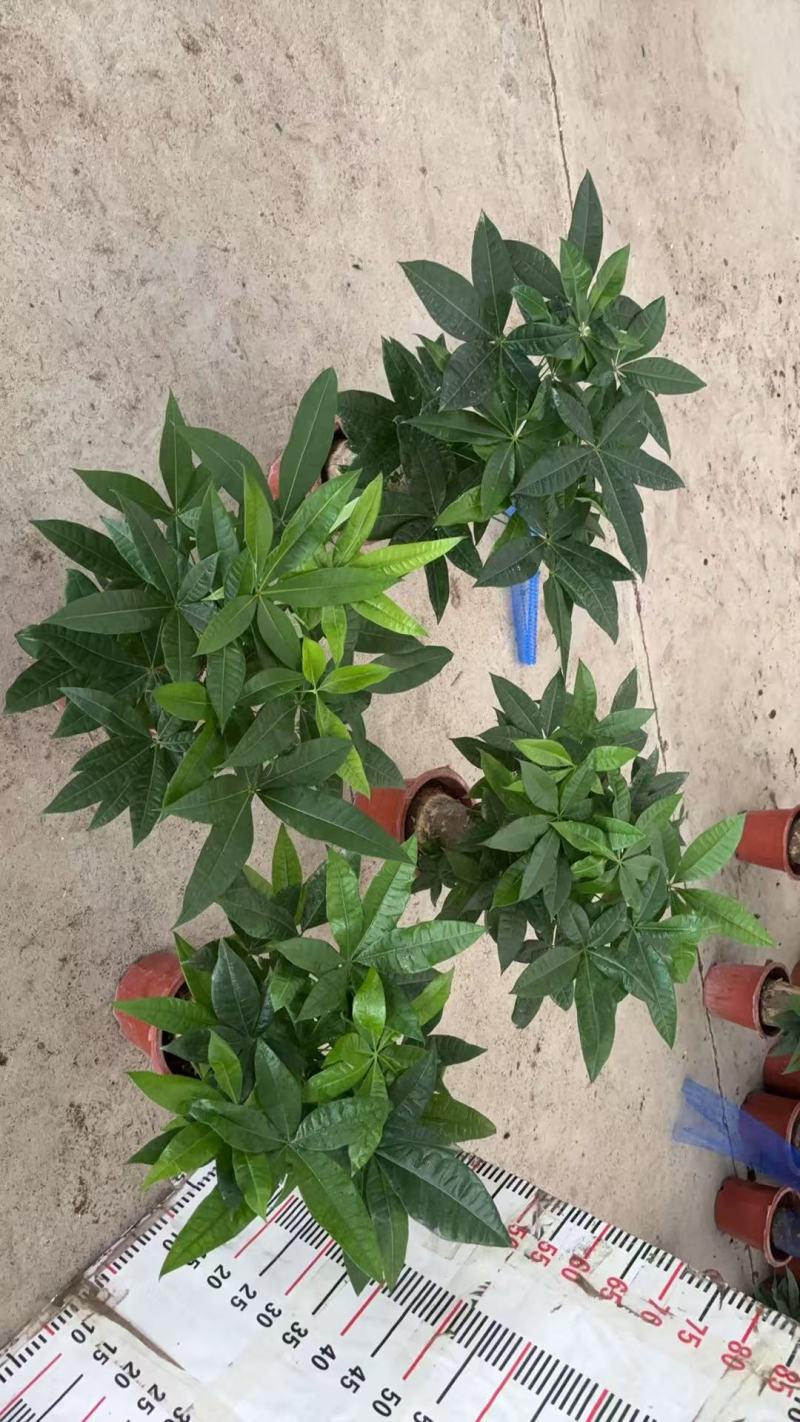 精品发财树盆栽