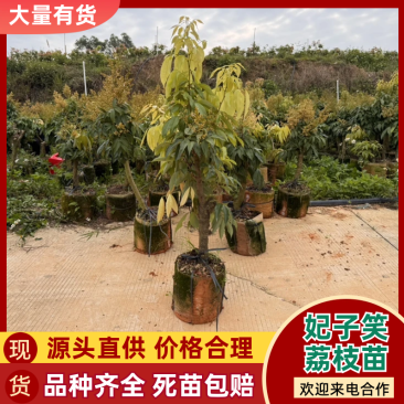 【好评超多】妃子笑荔枝苗高压苗酸甜爆汁果皮薄基地直供