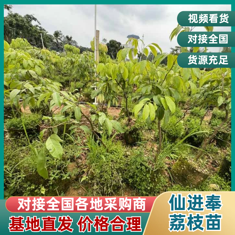 贡品仙进奉荔枝嫁接苗，4年嫁接苗、1.6~2公分杯苗