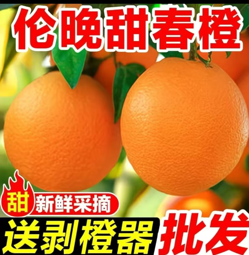 【热卖】伦晚脐橙春橙产地直销量大质优一手货源欢迎采购