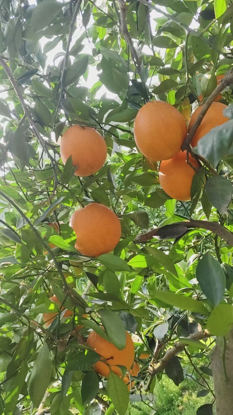 【湖北产地直销】伦晚脐橙规格齐全价格优惠欢迎采购