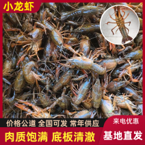 小龙虾稻田套养活虾4~6钱，肉质饱满，底板清澈