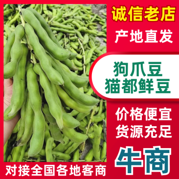 狗爪豆猫豆鲜豆，基地直供（量大从优）保质保量，可视频看货