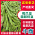 狗爪豆猫豆鲜豆，基地直供（量大从优）保质保量，可视频看货