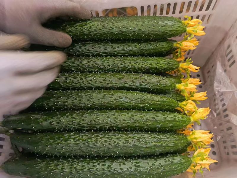 山东精品密刺黄瓜大量上市基地直发质量保证对接商超市场