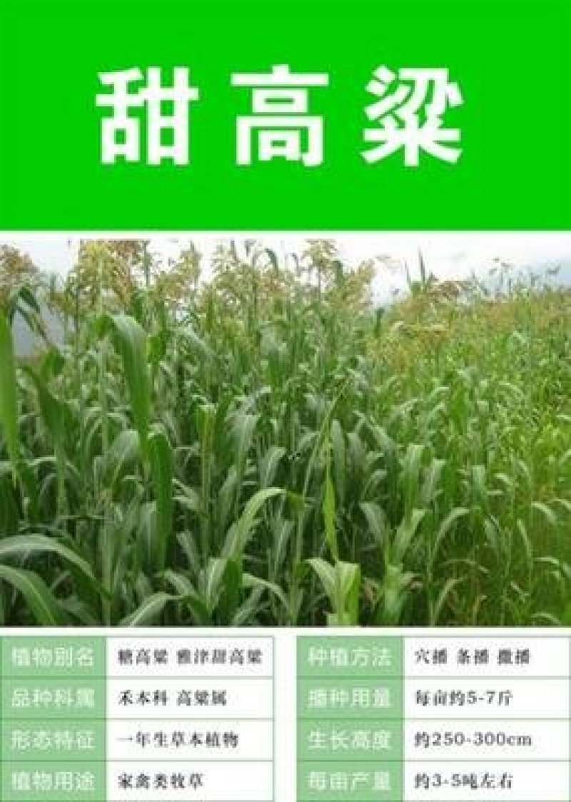 甜高粱种子产量高适合养殖鸡鸭鹅羊牛猪都爱吃