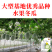 【正源】正宗利农小可水果冬瓜种子香芋冬瓜白粉皮迷你小冬瓜