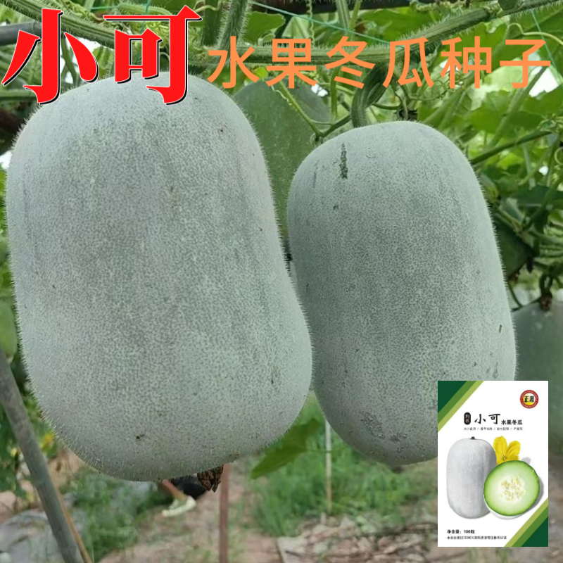 【正源】正宗利农小可水果冬瓜种子香芋冬瓜白粉皮迷你小冬瓜