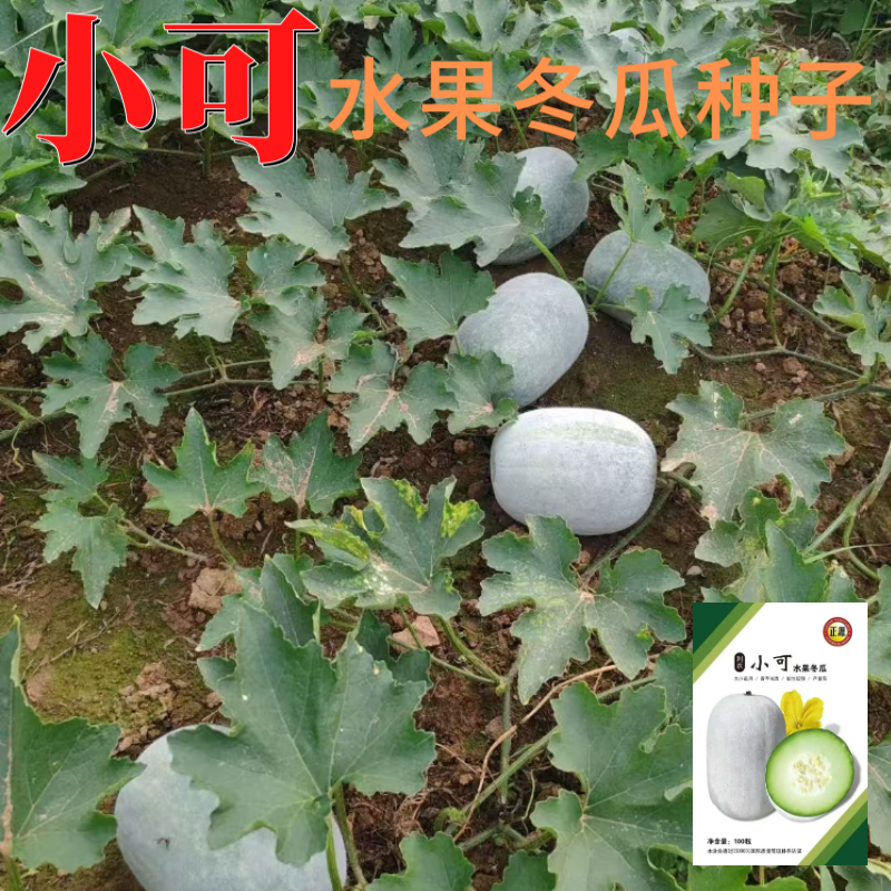 【正源】正宗利农小可水果冬瓜种子香芋冬瓜白粉皮迷你小冬瓜