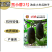 【正源】利农黑小胖2号冬瓜种子杂交新改良小冬瓜迷你黑皮冬